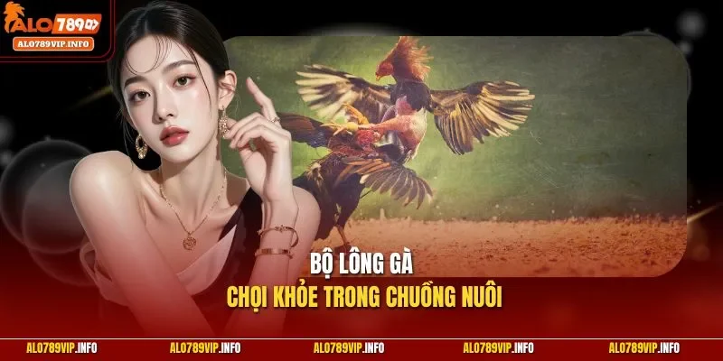 Bộ lông gà chọi khỏe trong chuồng nuôi