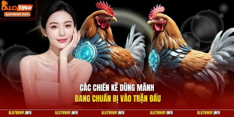 Các chiến kê dũng mãnh đang chuẩn bị vào trận đấu