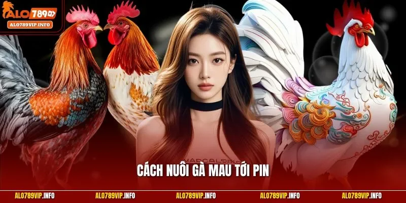 Cách nuôi gà mau tới pin