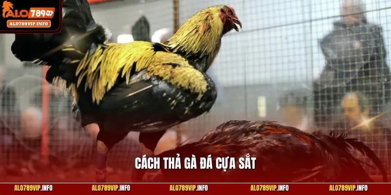 Cách Thả Gà Đá Cựa Sắt