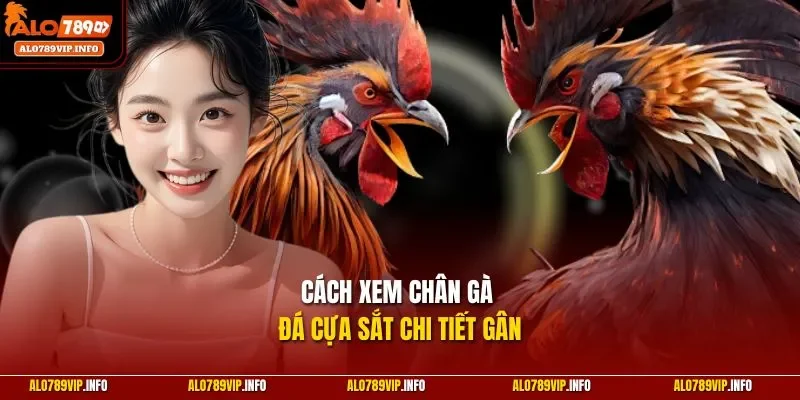 Cách xem chân gà đá cựa sắt chuẩn của ALO789