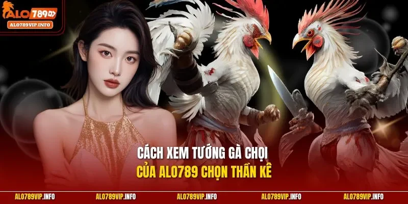 Cách xem tướng gà chọi của ALO789 chọn thần kê
