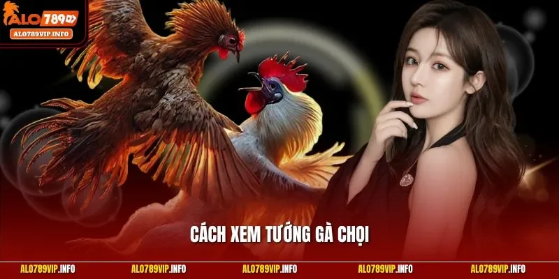Cách xem tướng gà chọi