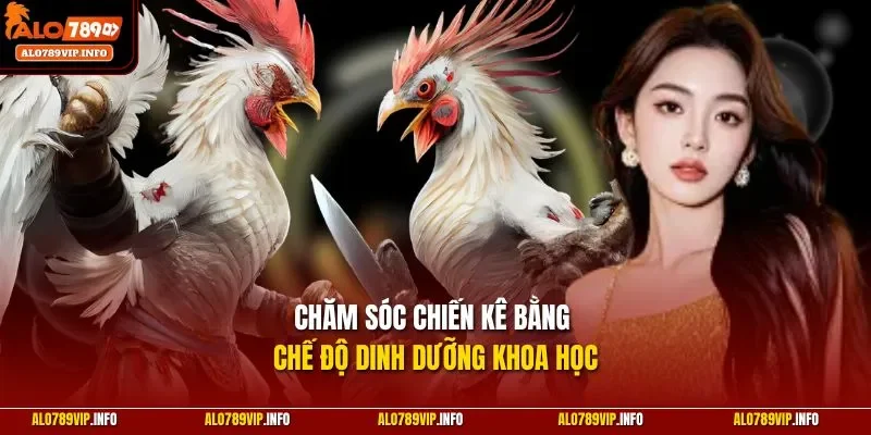 Chăm sóc chiến kê bằng chế độ dinh dưỡng khoa học