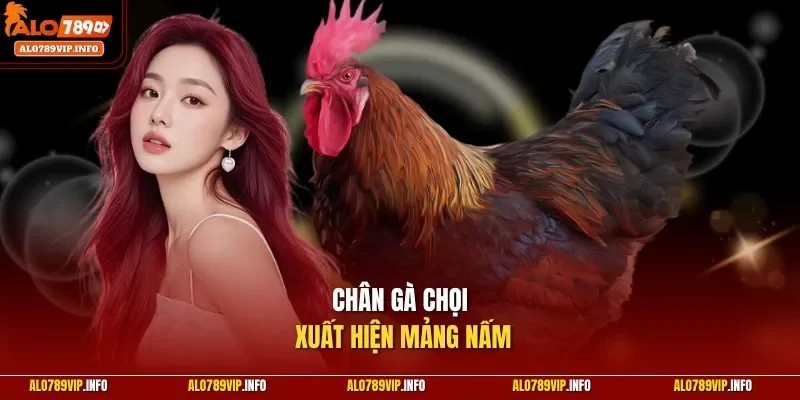 Chân gà chọi xuất hiện mảng nấm