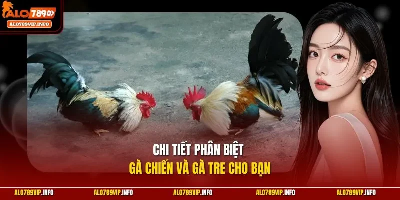 Chi tiết phân biệt gà chiến và gà tre cho bạn 