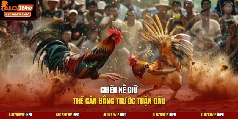 Chiến kê giữ thế cân bằng trước trận đấu