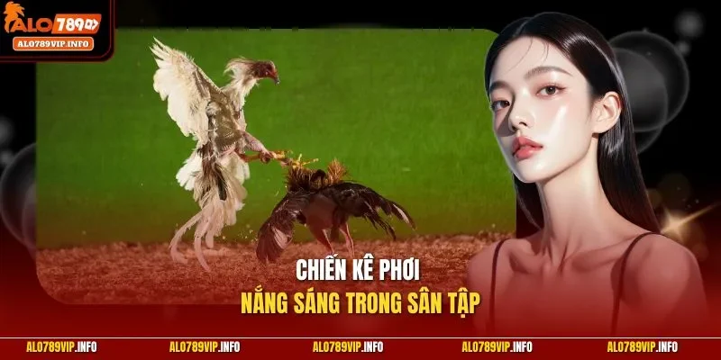 Chiến kê phơi nắng sáng trong sân tập