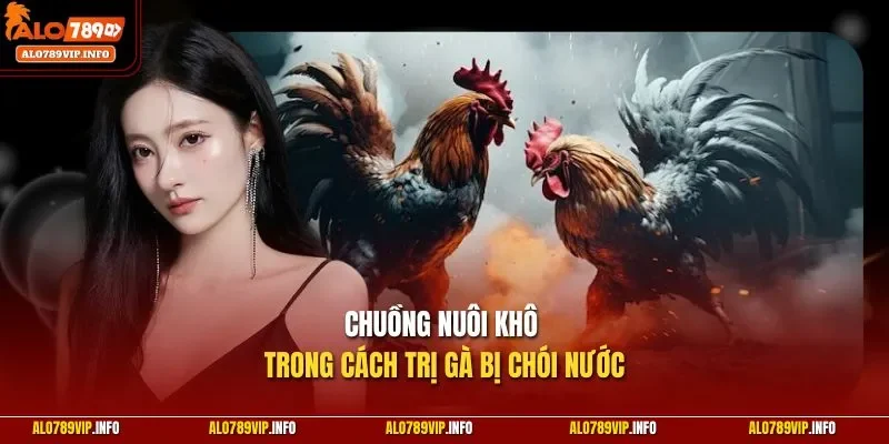 Chuồng nuôi khô trong cách trị gà bị chói nước