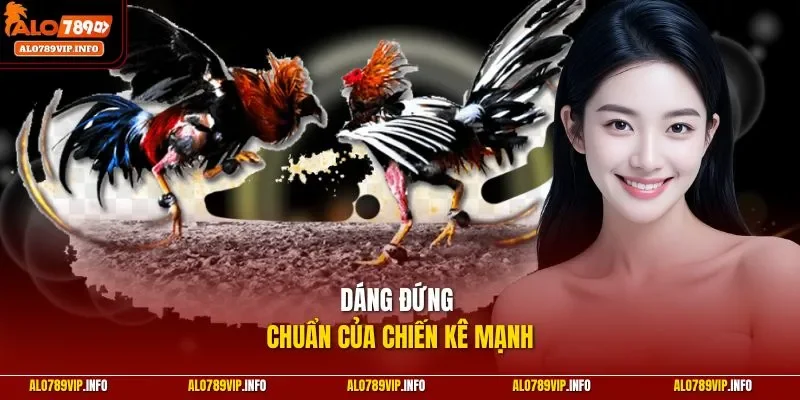 Dáng đứng chuẩn của chiến kê mạnh