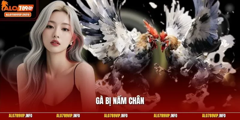 Gà bị nấm chân