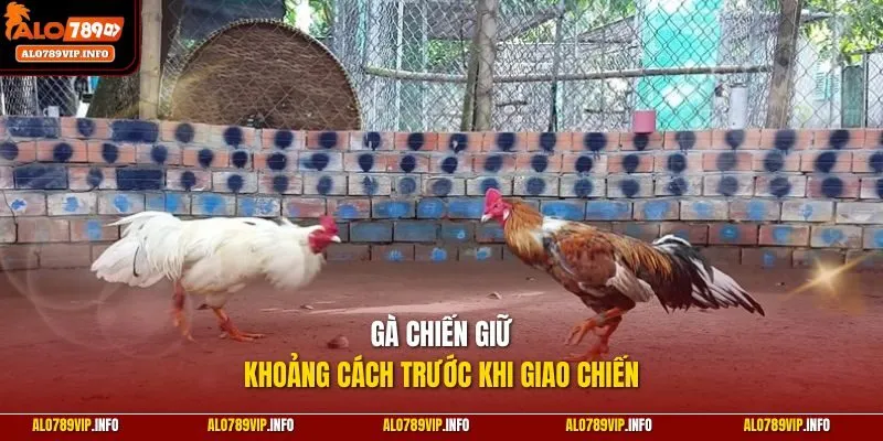 Gà chiến giữ khoảng cách trước khi giao chiến
