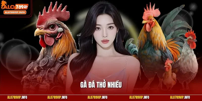 Gà đá thở nhiều