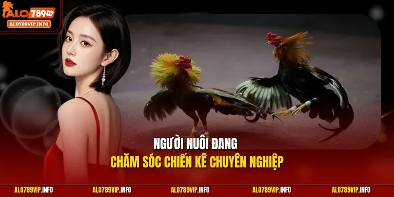 Người nuôi đang chăm sóc chiến kê chuyên nghiệp