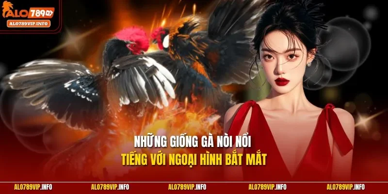 Những giống gà nòi nổi tiếng với ngoại hình bắt mắt 