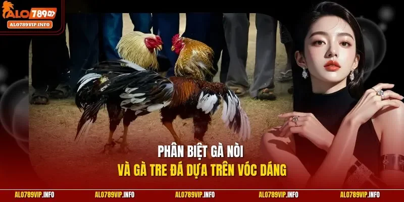Phân biệt gà nòi và gà tre đá dựa trên vóc dáng 