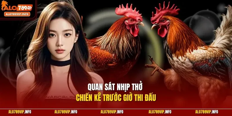 Quan sát nhịp thở chiến kê trước giờ thi đấu