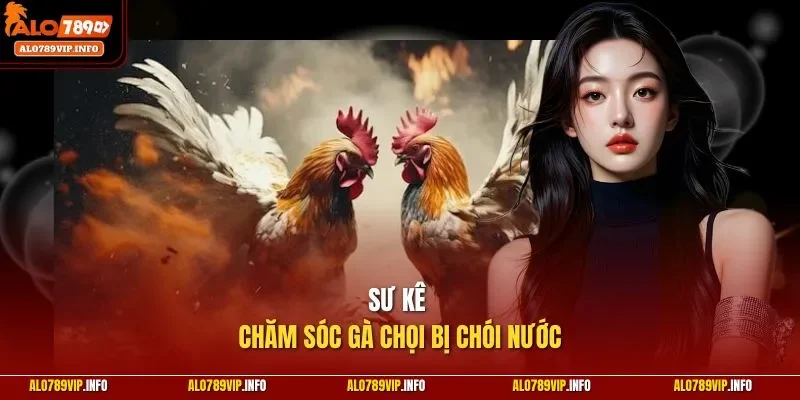 Sư kê chăm sóc gà chọi bị chói nước