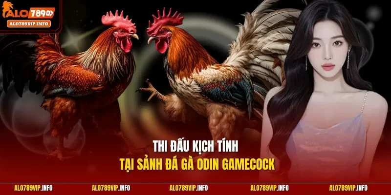 Thi đấu kịch tính tại sảnh đá gà Odin Gamecock