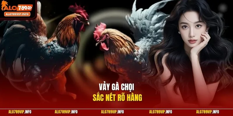 Vảy gà chọi sắc nét rõ hàng